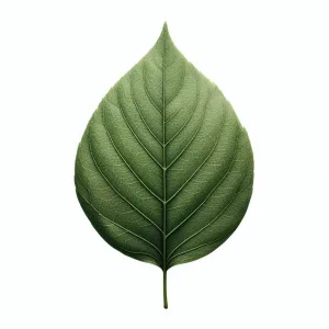 leaf