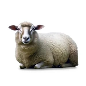 AN_sheep