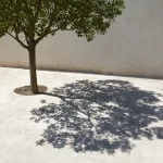 A tree casts a clear dark shadow on bright ground.