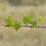A single grapevine branch with leaves running along a support wire, with no grapes visible.