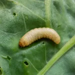 Pale insect larva on a green leaf near soil.