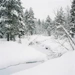 Snowy winter forest landscape.