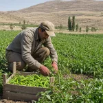 Man working as a low-tech hired field laborer in eastern Anatolia, harvesting peppers by hand.