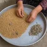 Hands cleaning wheat by separating stones, dirt clods, straw, chaff, and weed seeds from wheat kernels.