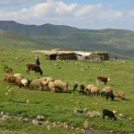 Traditional Anatolian yayla summer pasture with sheep, goats, cattle, rural herders, and low stone seasonal shelters.