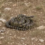 poisonous snake representing poison