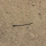 little twig