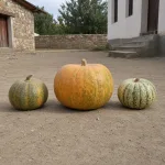 Üç kabak içinde en büyük