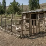 kaz kümesi