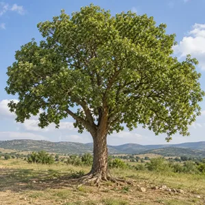 Dar