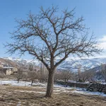 İçi boş ağaç